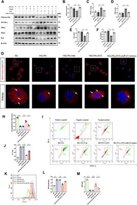 Atorvastatin Restores PPARα Inhibition of Lipid Metabolism Disorders by Downregulating miR-21 Expression to Improve Mitochondrial Function and Alleviate Diabetic Nephropathy Progression